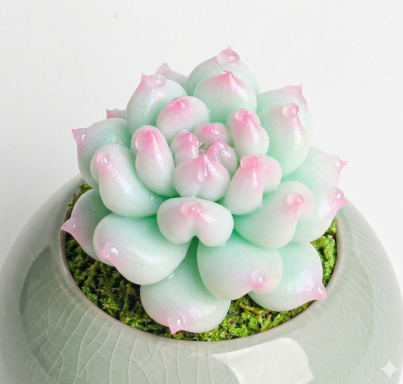 Titubans Succulent