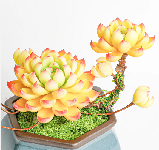 Multi-Head Succulent