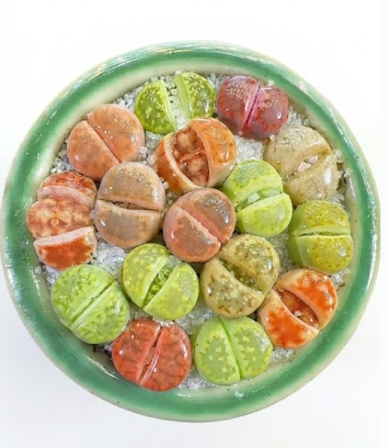 Lithops Succulent