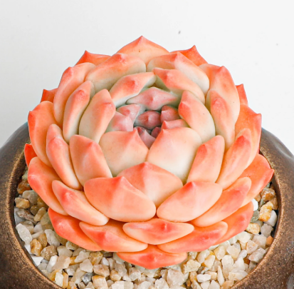 Orange Monroe