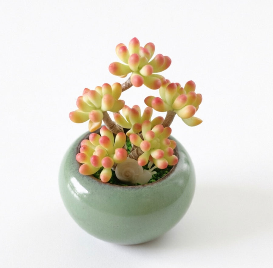 Jelly Bean Plant