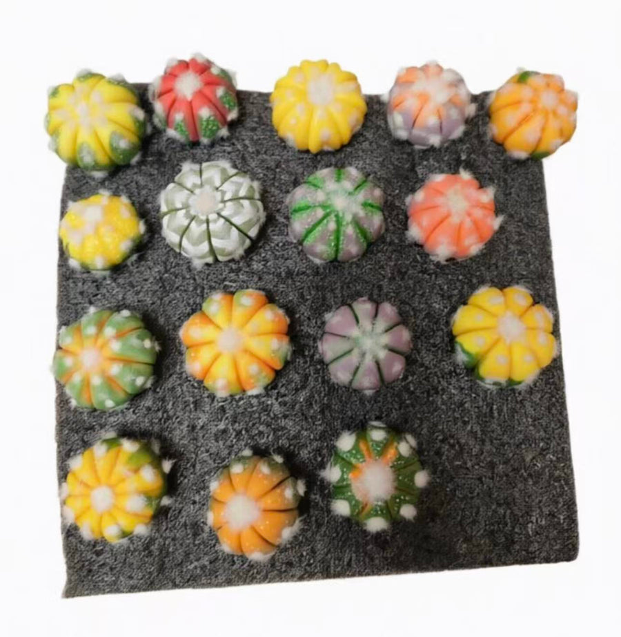 Colorful Cactus