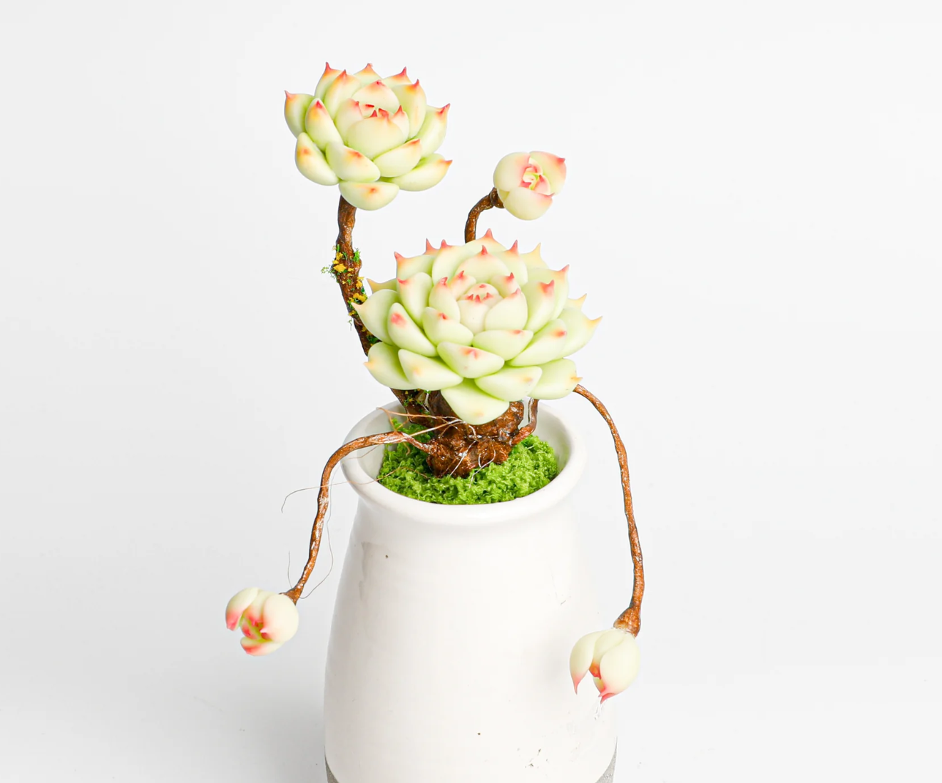 Multi-Head Succulent