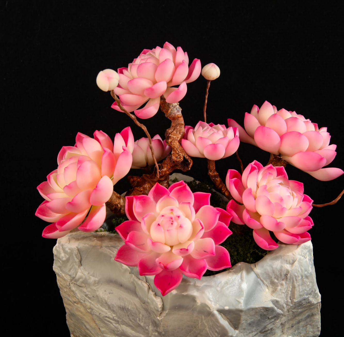 Multi-Head Succulent