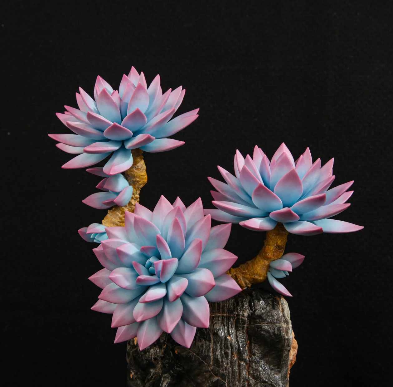 Multi-Head Succulent