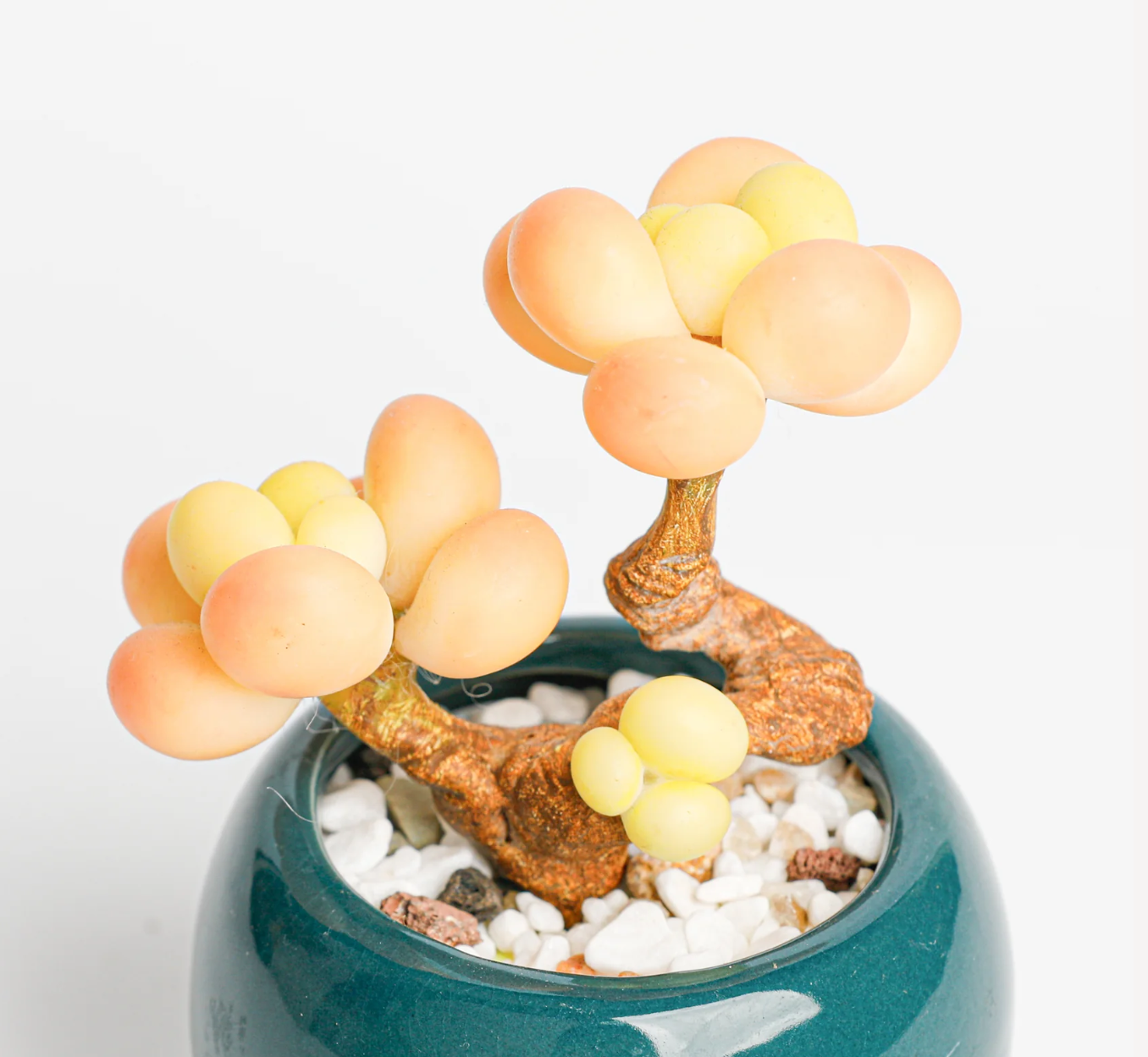 Multi-Head Succulent